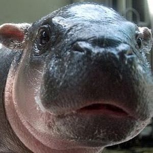 Meet your Posher, Abigail